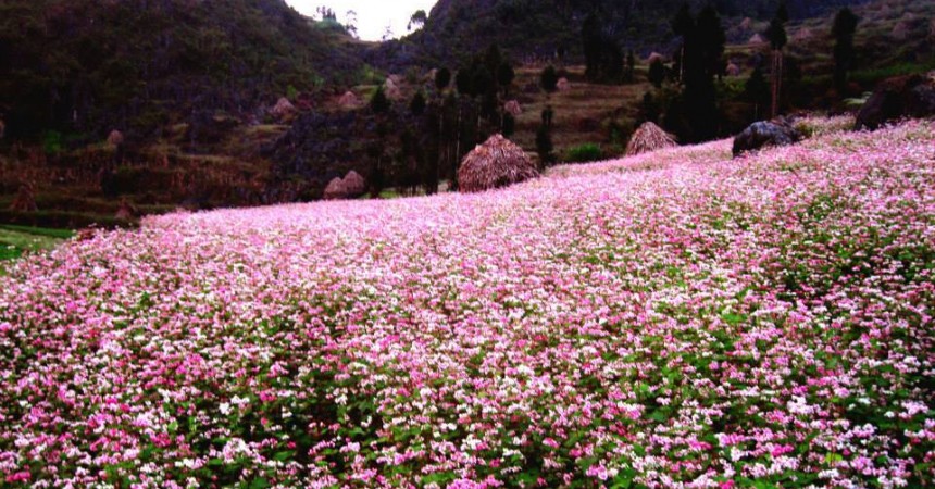 Chiêm ngưỡng vẻ đẹp tuyệt vời của những cánh đồng hoa Tam Giác Mạch